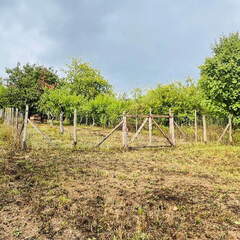 22-09-10 17-14-43 1955